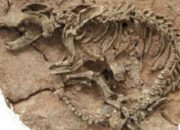 Çin’de 66 milyon yıllık timsah fosili bulundu