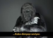 Bu Goril Koko İnsanlara mesajı var o konuşabiliyor ( İşaret Dili biliyor )