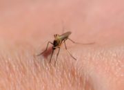 Sivrisinek ısırığı hayatını karattı